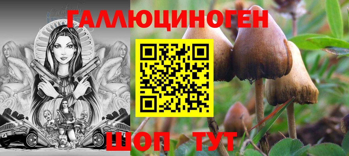 Галлюциногенные грибы Psilocybe Обнинск
